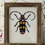Beetle Picture