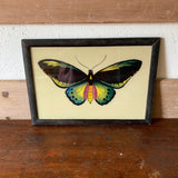 Butterfly-picture