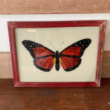 Butterfly-picture