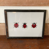 ladybird-picture