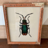 Beatle Picture