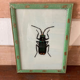 Beetle Picture