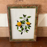 Lemon Picture