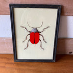 red-beetle