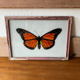 Orange-butterfuly-1