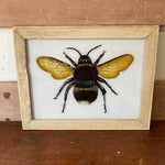 bee-picture
