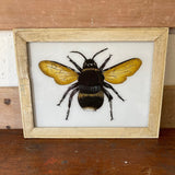 bee-picture