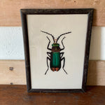 beetle-picture-1