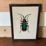beetle-picture-1
