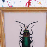 beetle-picture-1