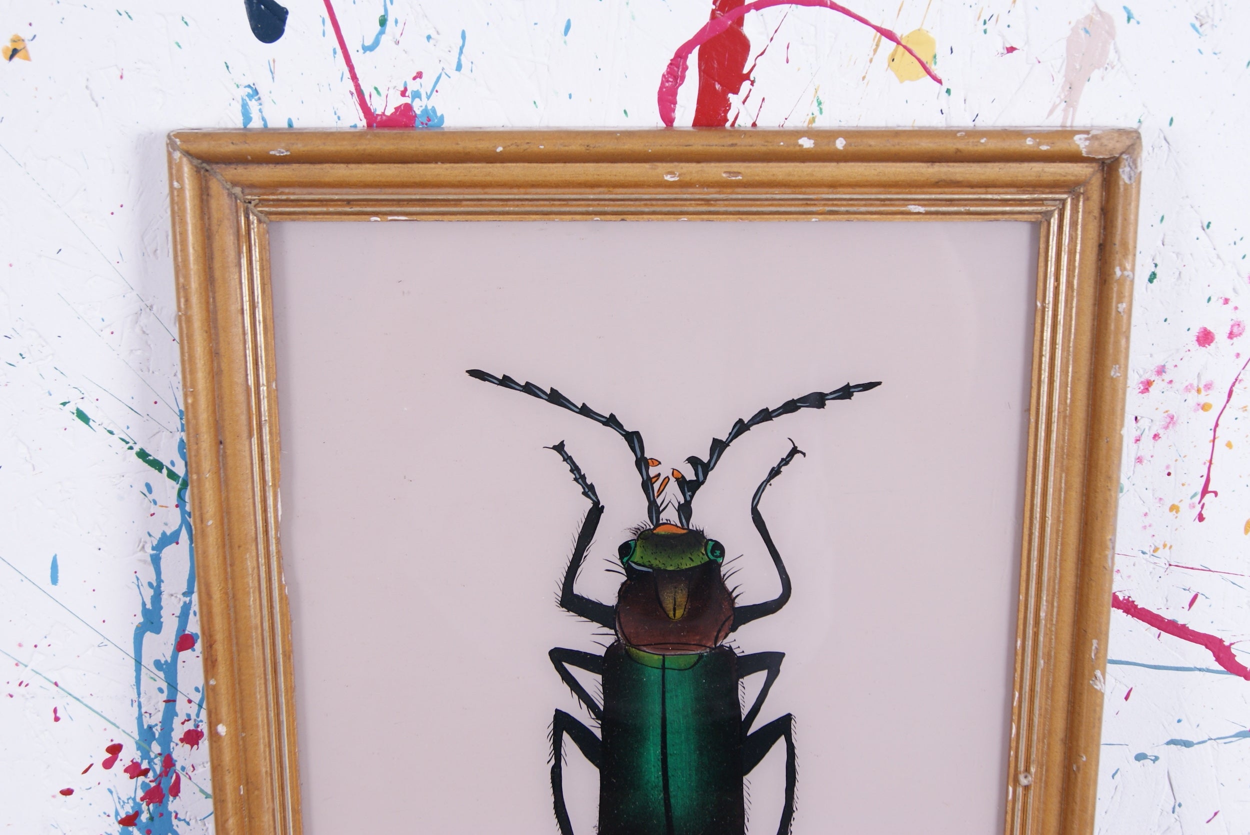 beetle-picture-1