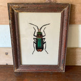 beetle-picture-2