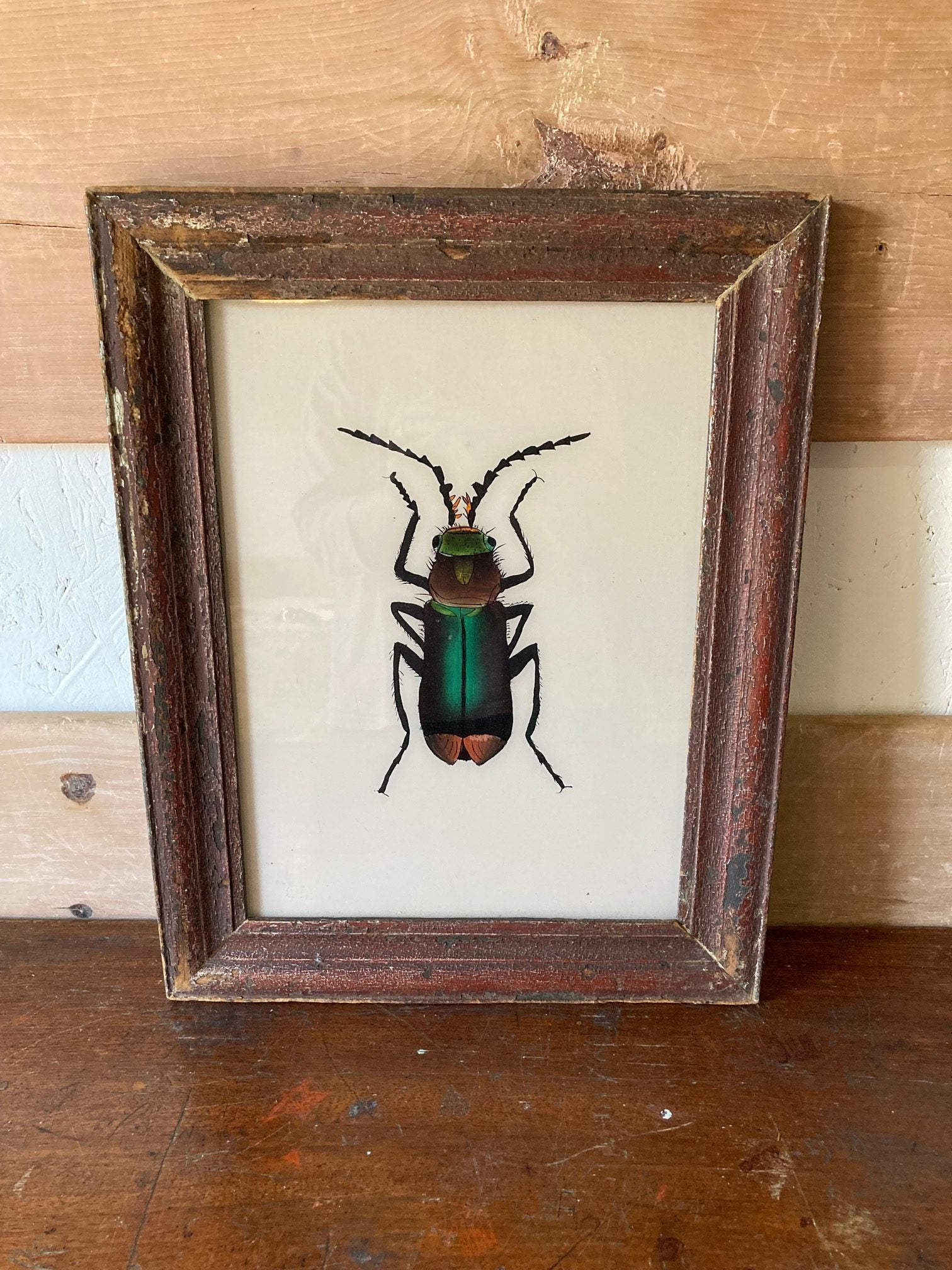 beetle-picture-2