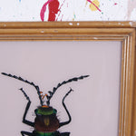 beetle-picture-2.