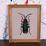 beetle-picture-3