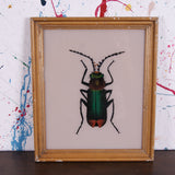 beetle-picture-3