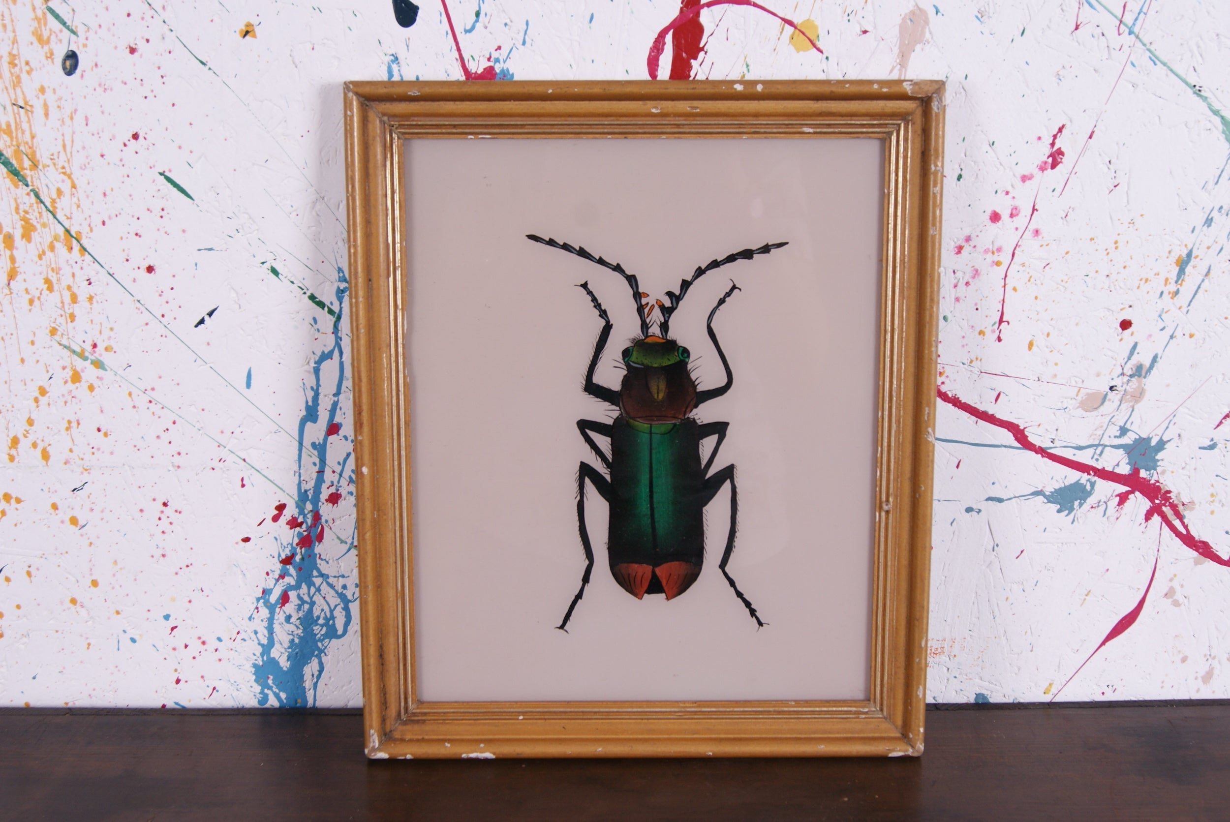 beetle-picture-3
