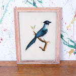 bird-indian-picture-3