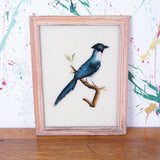 bird-indian-picture-3