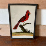 bird-picture-1