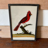 bird-picture-1