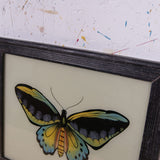 black-butterfly-picture-1