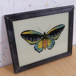 black-butterfly-picture-2