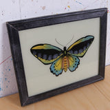 black-butterfly-picture-2