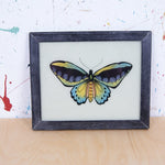 black-butterfly-picture-3