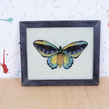 black-butterfly-picture-3
