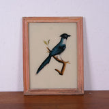 blue-bird-picture-1