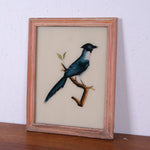 blue-bird-picture-3