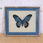 blue-butterfly-picture-1