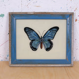 blue-butterfly-picture-1