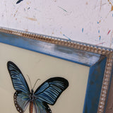 blue-butterfly-picture-2