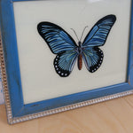 blue-butterfly-picture-3