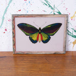 butterfly-indian-picture-1