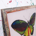 butterfly-indian-picture-2