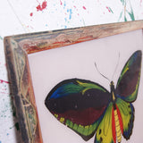 butterfly-indian-picture-2