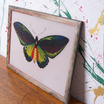 butterfly-indian-picture-3