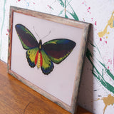 butterfly-indian-picture-3