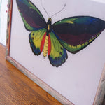 butterfly-indian-picture-4