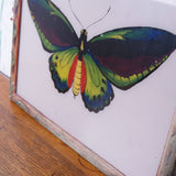 butterfly-indian-picture-4