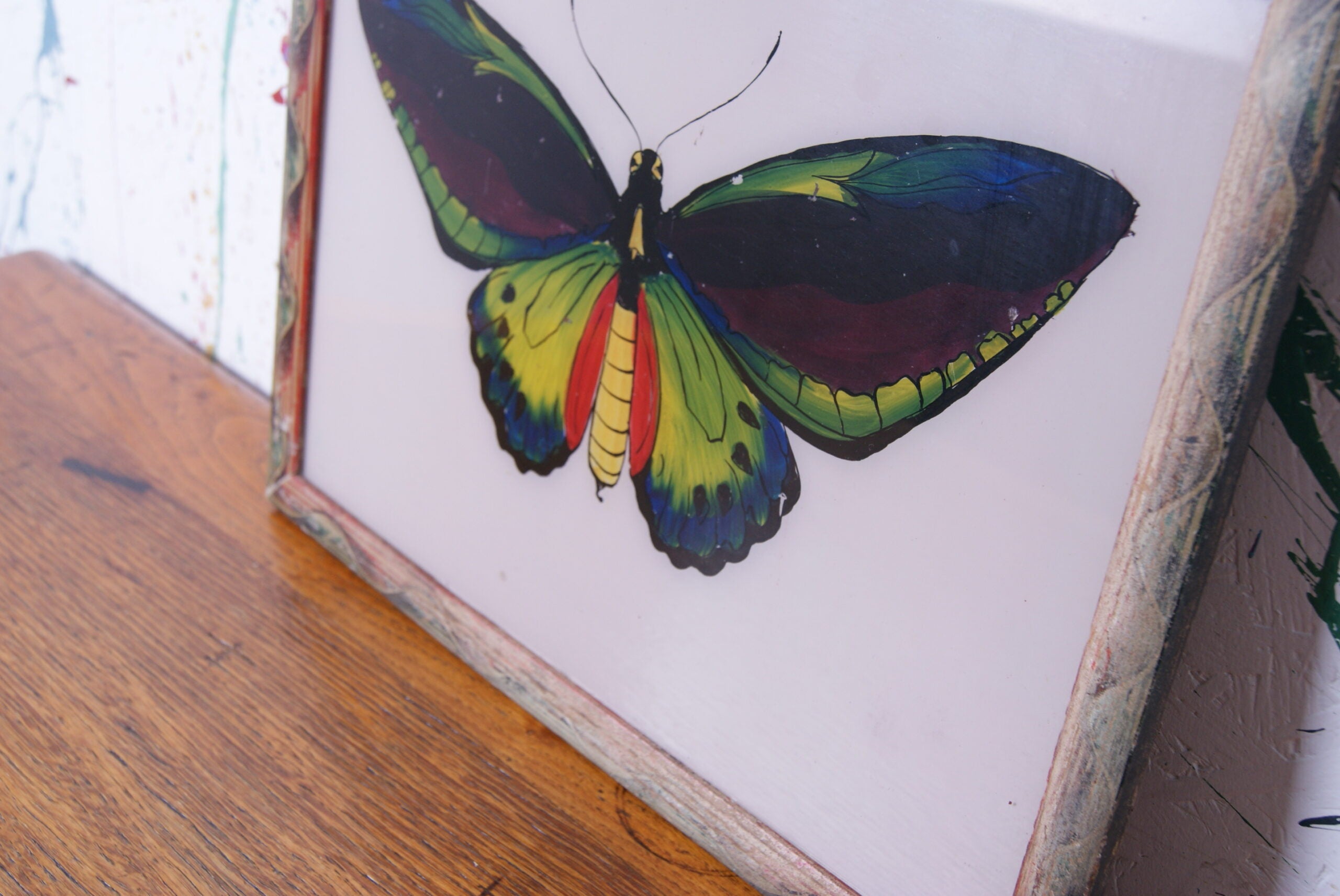 butterfly-indian-picture-4