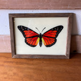 butterfly-picture-1