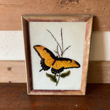 butterfly-picture
