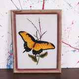butterfy-picture-3