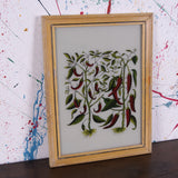 chilli-picture-1