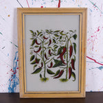 chilli-picture-3