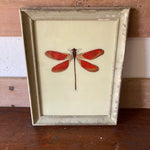 dragonfly-picture